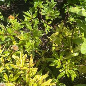 Photo of the plant species Western Azalea by @RulerBrownbirch named Harry on Greg, the plant care app