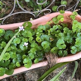 Photo of the plant species Viola Banksii by @ZestyBearsear65 named Pax on Greg, the plant care app