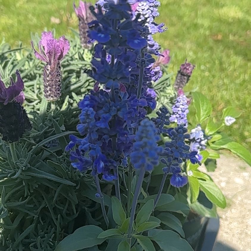 Photo of the plant species Salvia fairuziana by @GrandWolfsbane named Austen on Greg, the plant care app