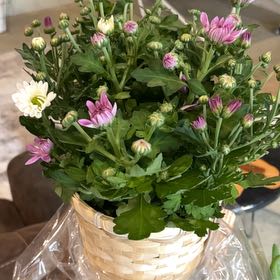 Photo of the plant species Chrysanthemum 'Yotheresa' by @UnspoiltPurei18 named Leonardo on Greg, the plant care app