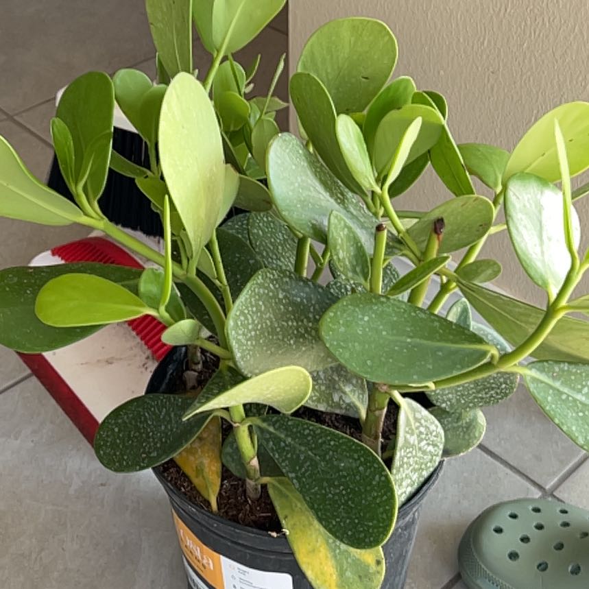 Photo of the plant species Small Leaf Clusia by @TopOnion1 named Dolores on Greg, the plant care app