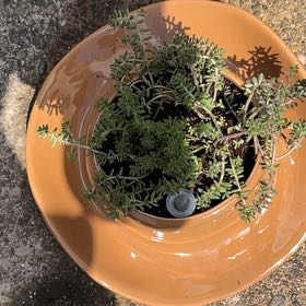 Photo of the plant species White Stonecrop by @TryPepper41 named Beyonce on Greg, the plant care app