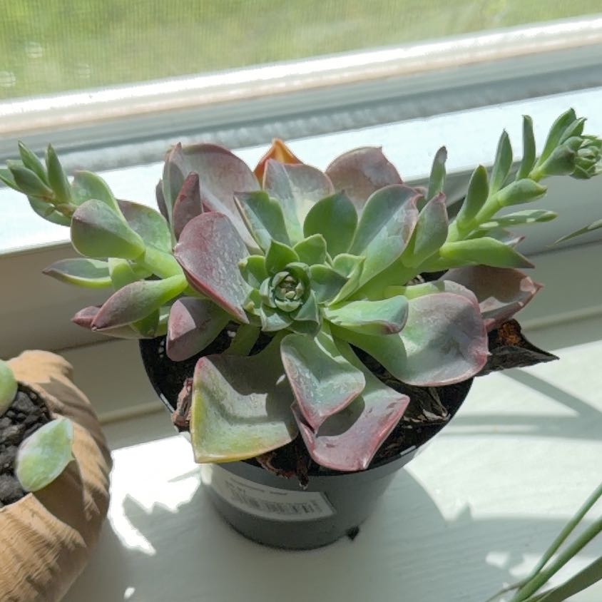 Photo of the plant species Graptoveria 'Jules' by @Brooktrout named Elle on Greg, the plant care app