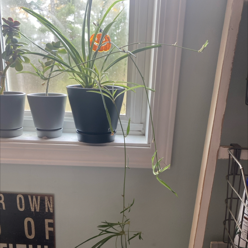 Photo of the plant species Solid Green Spider Plant by @Brooktrout named Lola on Greg, the plant care app
