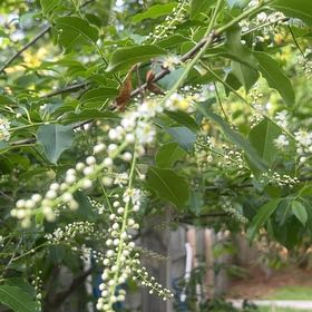 Photo of the plant species Portugal Laurel by @CalmOgresears74 named Wall-E on Greg, the plant care app