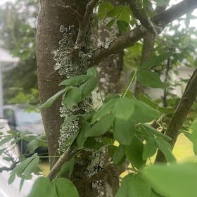 Photo of the plant species Common Laburnum by @CalmOgresears74 named Cleopatra on Greg, the plant care app