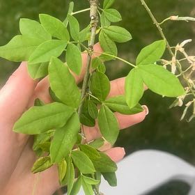 Photo of the plant species Common Laburnum by @CalmOgresears74 named Daphne on Greg, the plant care app