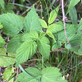 Photo of the plant species European Red Raspberry by @CalmOgresears74 named Sol on Greg, the plant care app