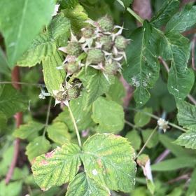 Photo of the plant species Black Raspberry by @CalmOgresears74 named Elle on Greg, the plant care app
