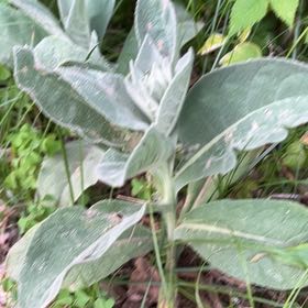 Photo of the plant species Lamb's Ear by @CalmOgresears74 named Muhammad Ali on Greg, the plant care app