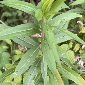 Photo of the plant species Rough Canada Goldenrod by @CalmOgresears74 named Madonna on Greg, the plant care app