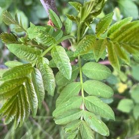Photo of the plant species winged sumac by @CalmOgresears74 named Planty on Greg, the plant care app
