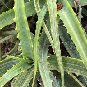 Photo of the plant species Guapilla by @QuickOregano61 named Achilles on Greg, the plant care app