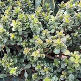 Photo of the plant species Strathmore Weed by @QuickOregano61 named Remington on Greg, the plant care app