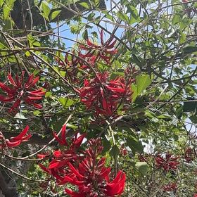 Photo of the plant species Redcardinal by @QuickOregano61 named Rihanna on Greg, the plant care app