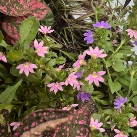 Photo of the plant species Fairy Foxglove by @QuickOregano61 named Clooney on Greg, the plant care app