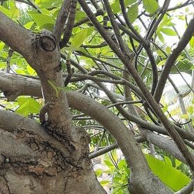 Photo of the plant species Shaving Brush Tree by @QuickOregano61 named Sir Plancelot on Greg, the plant care app