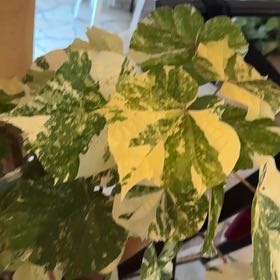Photo of the plant species Chinese Parasol Tree by @QuickOregano61 named Luna on Greg, the plant care app