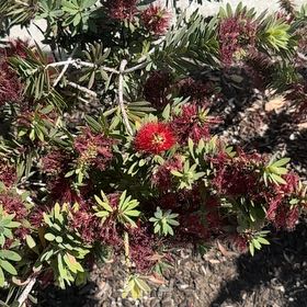 Photo of the plant species New Zealand Hebe by @QuickOregano61 named Kylie on Greg, the plant care app