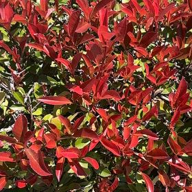 Photo of the plant species Sacred Bamboo by @QuickOregano61 named Homer on Greg, the plant care app