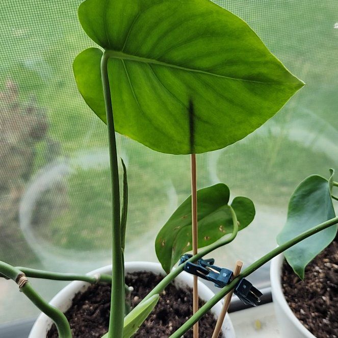 Photo of the plant species Brazil Philodendron by @PoshFrithia92 named Miley on Greg, the plant care app