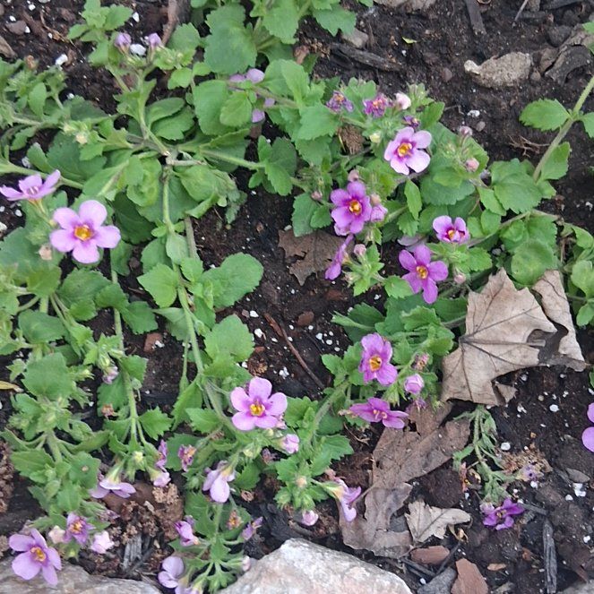 Photo of the plant species Lilacbush by @SoulfullyBlue32 named Messi on Greg, the plant care app