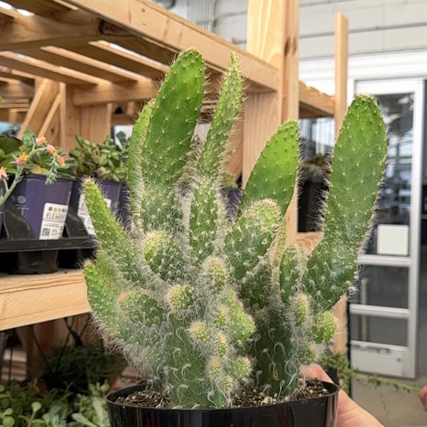 Photo of the plant species Opuntia 'Snow Cactus' by @AppetentPandan named Clooney on Greg, the plant care app
