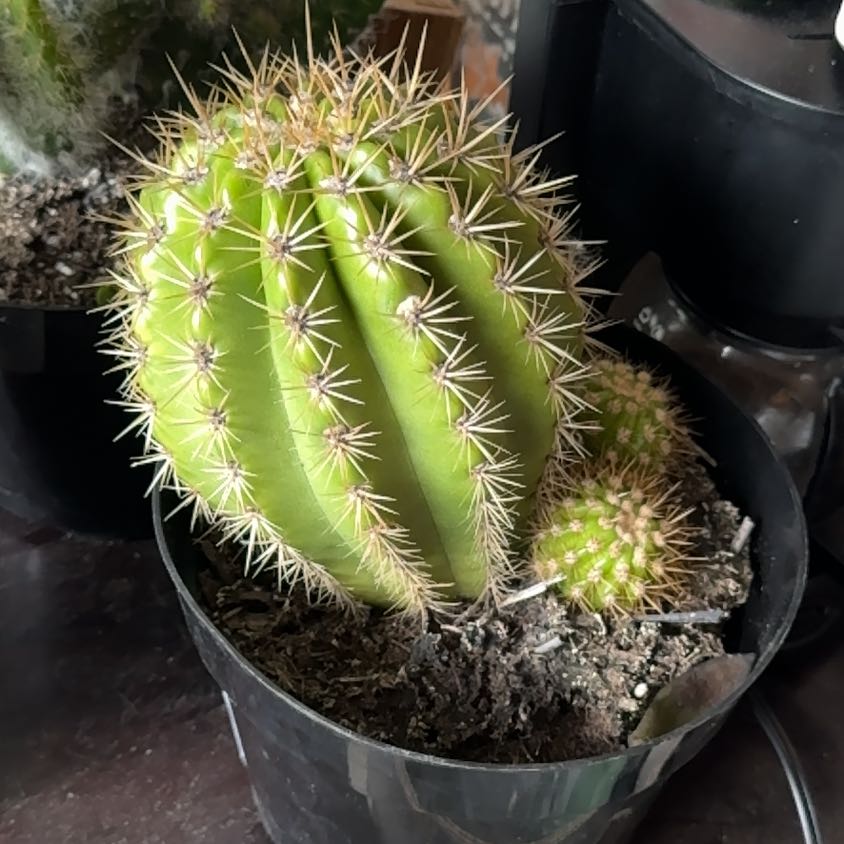 Photo of the plant species Sun Goddess Cactus by @AppetentPandan named Harmony on Greg, the plant care app