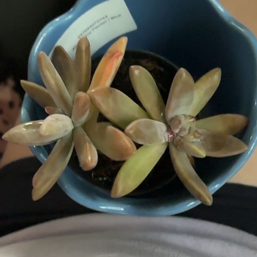Photo of the plant species Graptoveria Blue Pearl by @TimelessAvocado named Aria on Greg, the plant care app