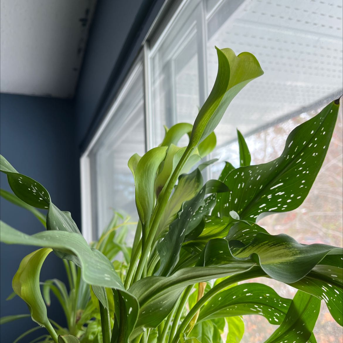 Spotted Calla Lily with healthy green leaves and white spots near a window.