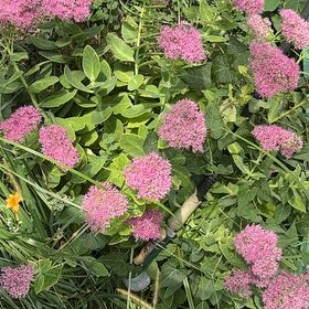 Photo of the plant species Rose Meadowsweet by @CertainJubaea84 named Curie on Greg, the plant care app