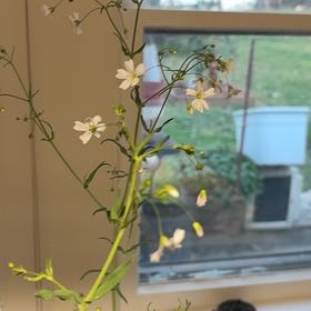 Photo of the plant species Ceylon Spinach by @CertainJubaea84 named Peter Parker on Greg, the plant care app