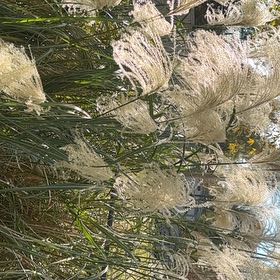 Photo of the plant species Maiden Grass by @CertainJubaea84 named Captain Plant-it on Greg, the plant care app