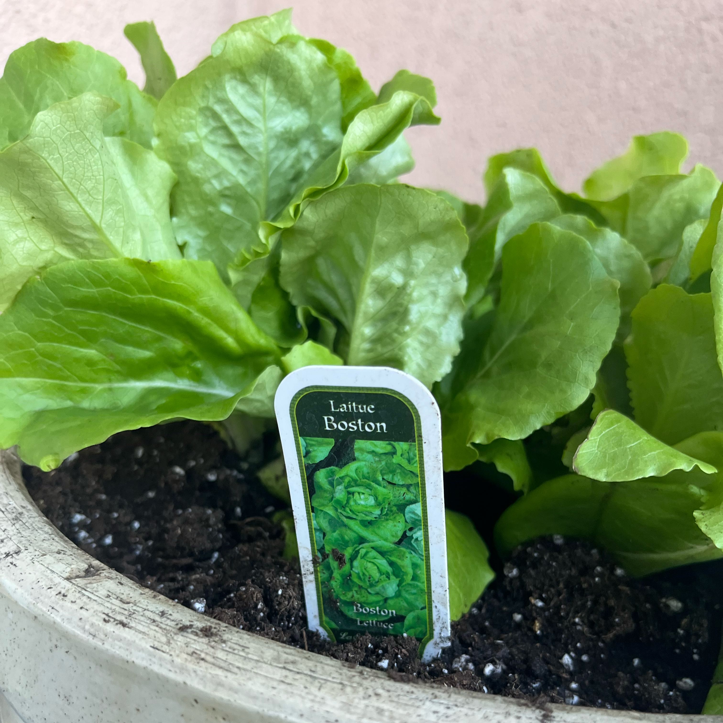Photo of the plant species Boston Lettuce by @CalmTeatree37 named Barry on Greg, the plant care app