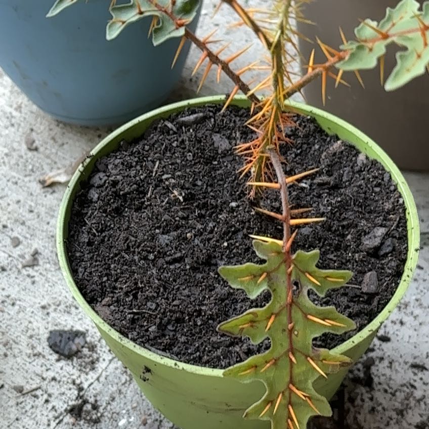 Photo of the plant species Porcupine Tomato by @CaptainBeans99 named Sproutacus on Greg, the plant care app