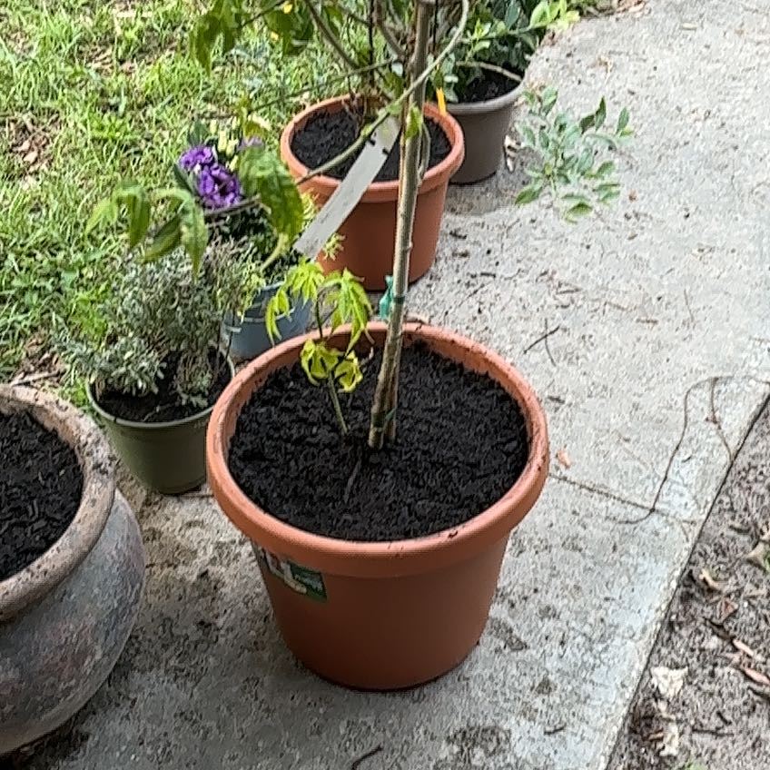 Photo of the plant species Japanese lantern plant by @CaptainBeans99 named Elle on Greg, the plant care app