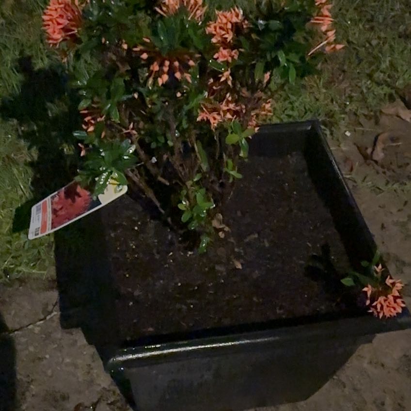 Photo of the plant species Taiwanese Red Ixora by @CaptainBeans99 named Maya on Greg, the plant care app
