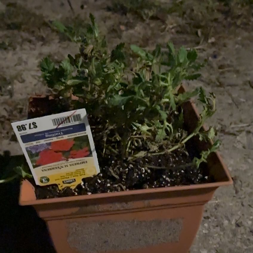 Photo of the plant species Verbena Empress® Sun Kiss Red by @CaptainBeans99 named Pax on Greg, the plant care app