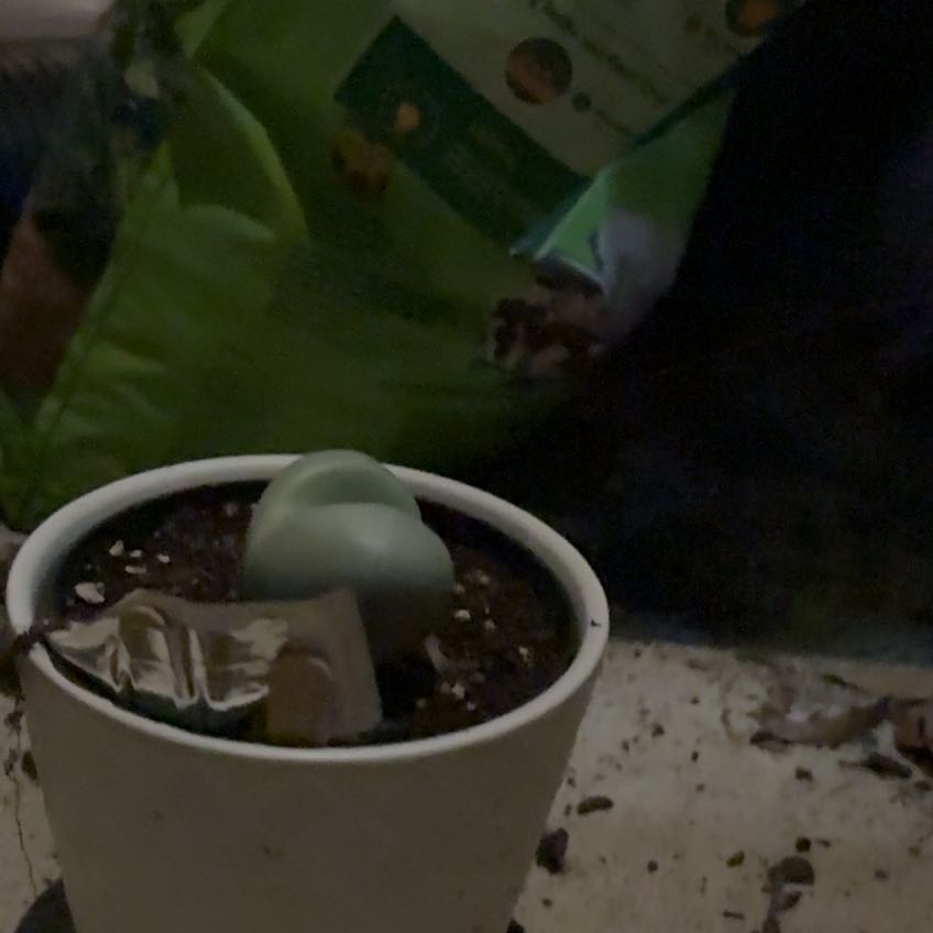 Photo of the plant species Argyroderma spp. by @CaptainBeans99 named Sherlock on Greg, the plant care app