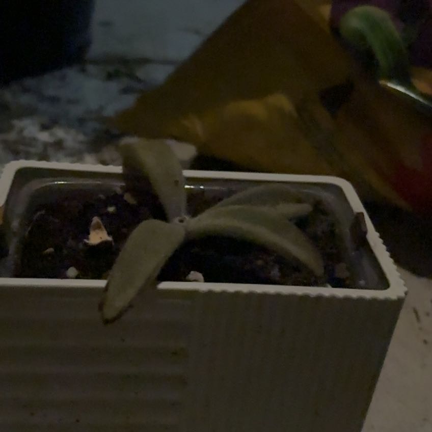 Photo of the plant species succulents by @CaptainBeans99 named Rosa on Greg, the plant care app