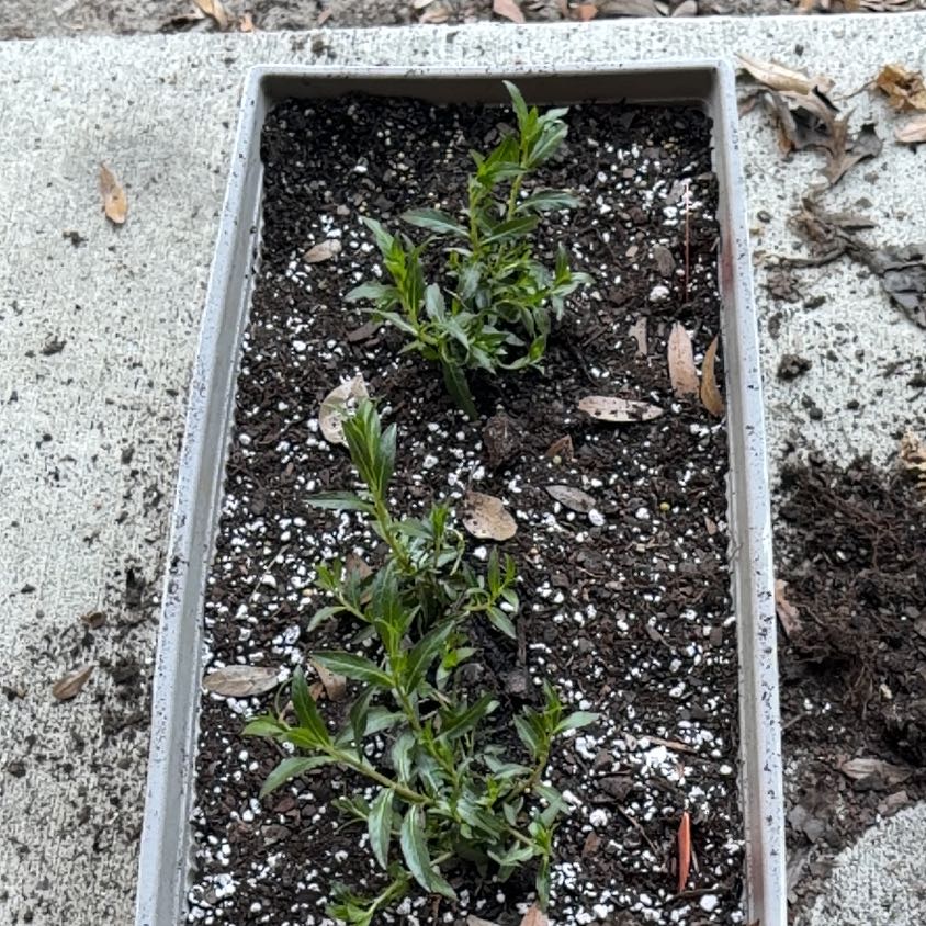 Photo of the plant species Skyflower by @CaptainBeans99 named Bruce Lee on Greg, the plant care app
