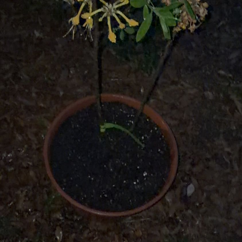 Photo of the plant species Florida Flame Azalea by @CaptainBeans99 named Kylie on Greg, the plant care app