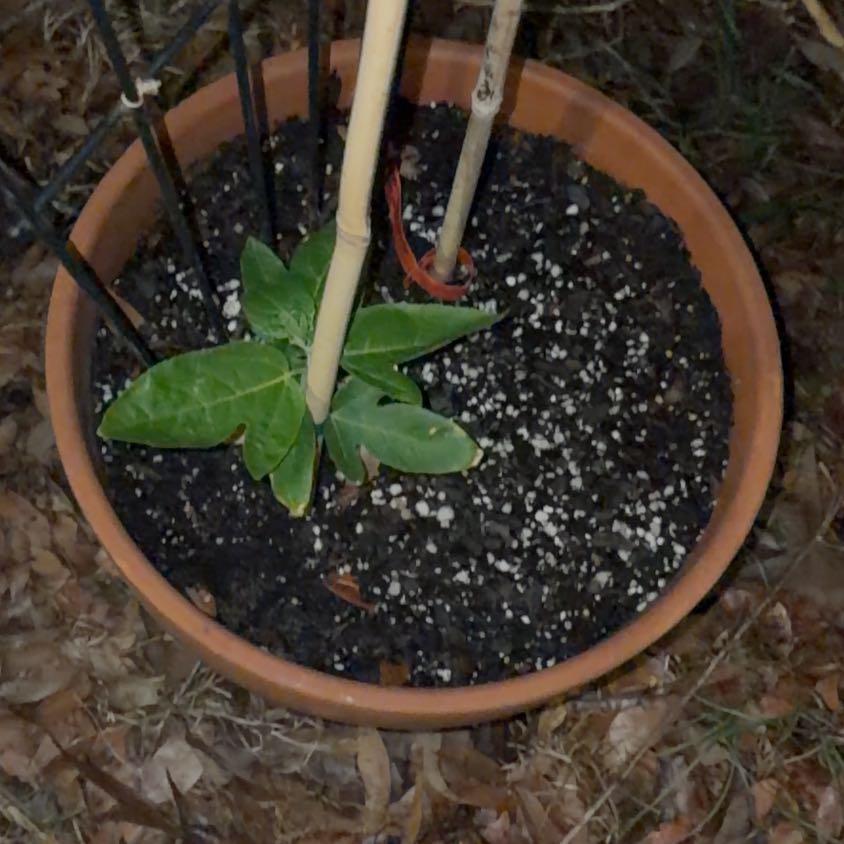 Photo of the plant species Lady Margaret Passion Flower by @CaptainBeans99 named Queen on Greg, the plant care app