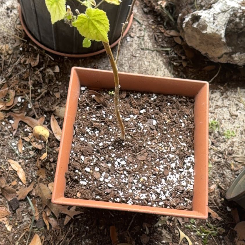 Photo of the plant species Pink Velvet Mallow by @CaptainBeans99 named Khaleesi on Greg, the plant care app