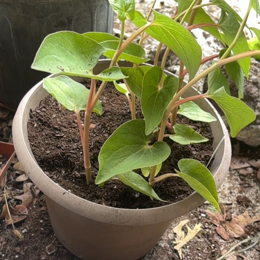 Photo of the plant species Lizard's Tail by @CaptainBeans99 named LiloStitch on Greg, the plant care app