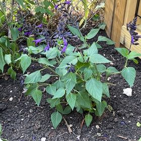 Photo of the plant species Friendship Sage by @YesRadish30 named Marley on Greg, the plant care app
