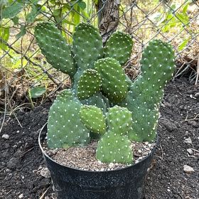 Photo of the plant species Roadkill Cactus by @YesRadish30 named Harry on Greg, the plant care app
