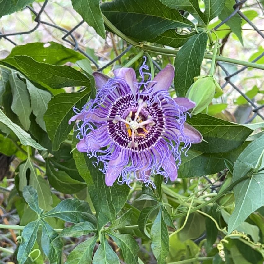 Photo of the plant species Passionflower by @YesRadish30 named Peter Parker on Greg, the plant care app