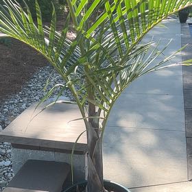 Photo of the plant species Palm by @ActiveRose69 named Lilo on Greg, the plant care app
