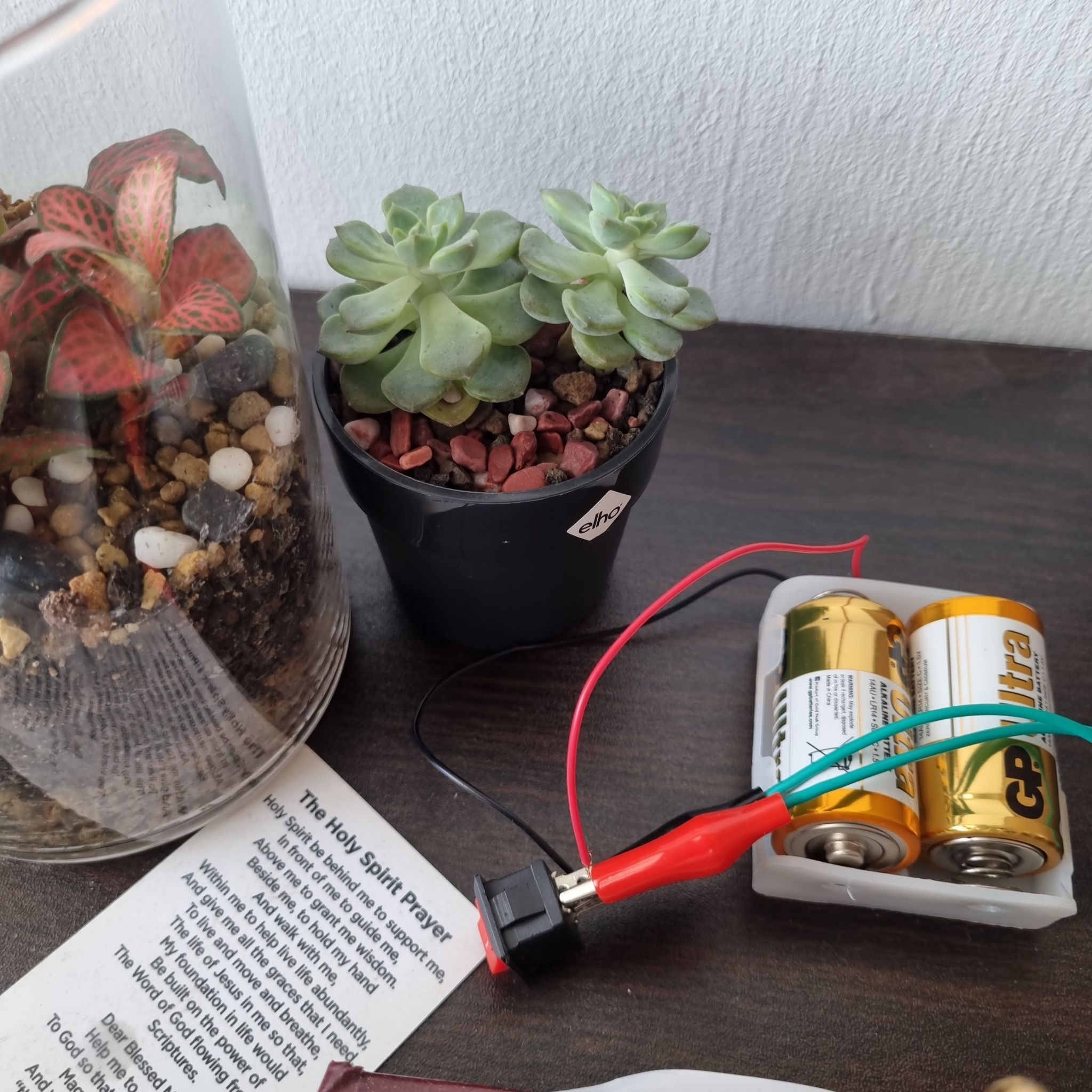 Photo of the plant species Echeveria Whitening by @BigMayten77 named Zee on Greg, the plant care app